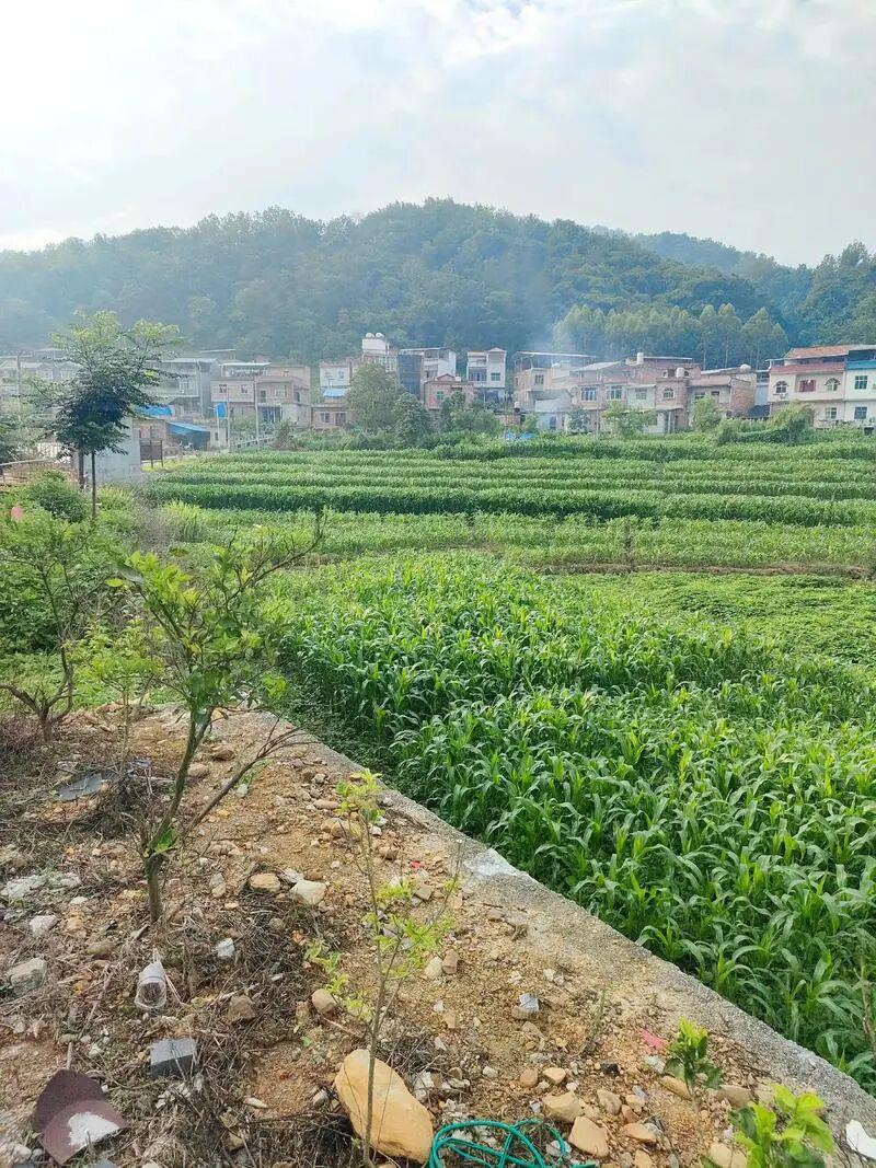 云开体育官网入口-下一代都不回农村，还有必要回老家建房吗？说回农村建房人傻的，才是真不懂